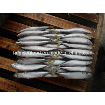 Frozen Mackerel for Tuna Bait (Scomber japonicus)